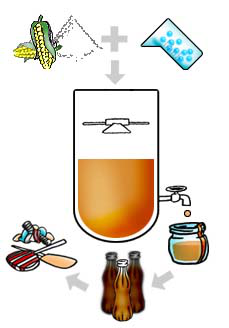 酶将玉米或小麦等作物中的淀粉转化为糖